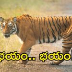 Telangana Tiger Alert: ఆ పులి ఎక్కడ? సిద్దిపేటలోఉందా? ఇతర ప్రాంతాలకు వచ్చిందా?