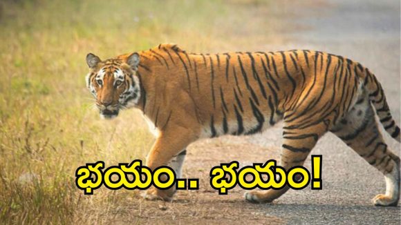 Telangana Tiger Alert: ఆ పులి ఎక్కడ? సిద్దిపేటలోఉందా? ఇతర ప్రాంతాలకు వచ్చిందా?