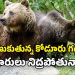 Bear Attacks: రైల్వేకోడూరులో ఎలుగుబంట్ల బీభత్సం.. జనంపై దాడులు.. ప్రాణభయంతో వణుకుతున్న గ్రామాలు!