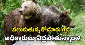 Damodar Raja Narasimha: వంద పడకల అసుపత్రిలో ఒక్క డాక్టరా?  వైద్య సిబ్బంది పనితీరుపై మంత్రి దామోదర్‌ రాజనర్సింహ ఫైర్
