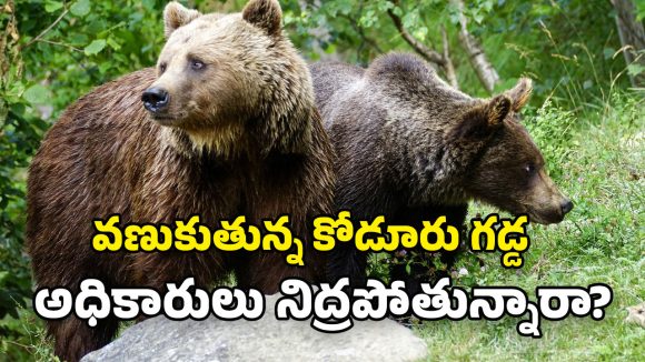 Bear Attacks: రైల్వేకోడూరులో ఎలుగుబంట్ల బీభత్సం.. జనంపై దాడులు.. ప్రాణభయంతో వణుకుతున్న గ్రామాలు!