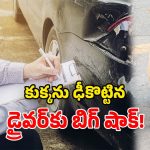 Street Dog: ఫేమస్ స్ట్రీట్ డాగ్‌ను.. కారుతో తొక్కించిన డ్రైవర్.. పోలీసులు ఏం చేశారంటే?