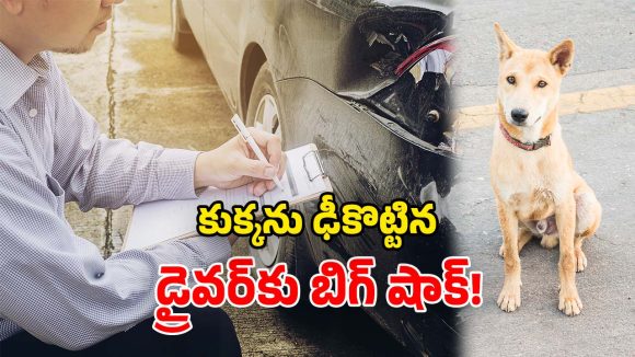 Street Dog: ఫేమస్ స్ట్రీట్ డాగ్‌ను.. కారుతో తొక్కించిన డ్రైవర్.. పోలీసులు ఏం చేశారంటే?