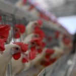 Bird Flu Alert: బర్డ్ ఫ్లూ కలకలం.. ఆ జిల్లాల్లో వైరస్ పంజా, 28 వేల కోళ్లు మృతి