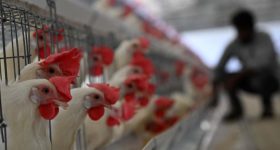 Bird Flu Alert: బర్డ్ ఫ్లూ కలకలం.. ఆ జిల్లాల్లో వైరస్ పంజా, 28 వేల కోళ్లు మృతి