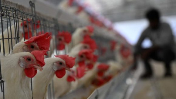 Bird Flu Alert: బర్డ్ ఫ్లూ కలకలం.. ఆ జిల్లాల్లో వైరస్ పంజా, 28 వేల కోళ్లు మృతి