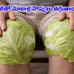 Cabbage Leaves: మోకాళ్ల నొప్పులకు క్యాబేజీ ఆకులు చుడితే తగ్గుతాయా? డాక్టర్లు చెబుతున్న అసలు నిజాలివే!