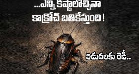 Niharika: ‘ప్రొడ్యూసర్ గారి తాలూకా’.. అయ్యబాబోయ్, నిహారిక కూడా వాడేస్తుంది!
