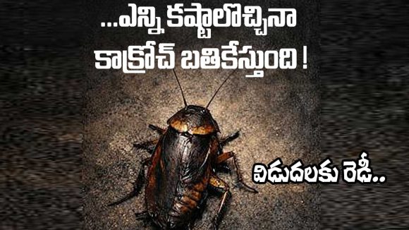 Cockroach: రాజమౌళి ‘ఈగ’తో.. ఈయన బొద్దింకతో సినిమా.. పిల్లల్ని చూడొద్దంటున్నారు!