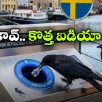 Viral News: ఇక కాకులు కూడా మనుషుల్లా సంపాదివచ్చు.. చెత్త కనిపిస్తే వాటికి పండగే!