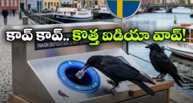 Viral News: ఇక కాకులు కూడా మనుషుల్లా సంపాదివచ్చు.. చెత్త కనిపిస్తే వాటికి పండగే!