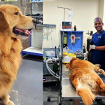 Doctor Saves Dog: కుక్కకు సర్జరీ.. ఢిల్లీ నుంచి ఫ్లైట్‌లో వచ్చిన డాక్టర్, విశాఖలో అరుదైన ఘటన