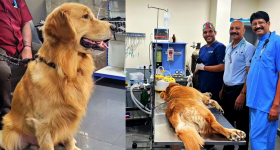 Doctor Saves Dog: కుక్కకు సర్జరీ.. ఢిల్లీ నుంచి ఫ్లైట్‌లో వచ్చిన డాక్టర్, విశాఖలో అరుదైన ఘటన