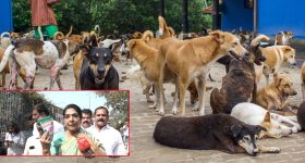 Dog Adoption: కేబీఆర్ పార్క్‌లో సందడిగా 'డాగ్ అడాప్షన్ డ్రైవ్'.. 130 కుక్కలను దత్తత తీసుకున్న ఎంపీ!