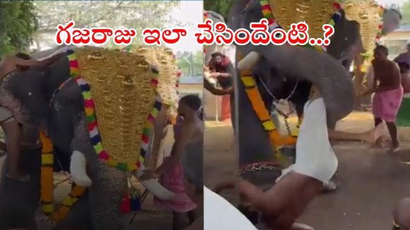 Elephant Attack: టెంపుల్‌లో గజరాజు బీభత్సం.. తొండంతో చుట్టేసి యువకుడిపై దాడి, వీడియో మస్త్ వైరల్