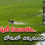 East Godavari: తూ.గో జిల్లాలో పెద్ద పులి సంచారం.. రాత్రంతా పాడుబడిన ఇంట్లోనే.. ఆపరేషన్ టైగర్ షురూ