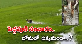 East Godavari: తూ.గో జిల్లాలో పెద్ద పులి సంచారం.. రాత్రంతా పాడుబడిన ఇంట్లోనే.. ఆపరేషన్ టైగర్ షురూ
