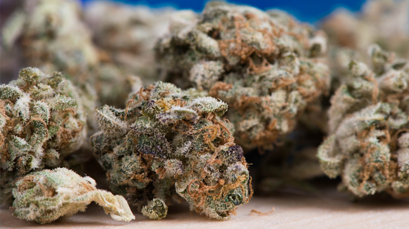 Hyderabad Drugs: హైదరాబాద్‌లో డ్రగ్స్ వేట.. రూ. 35 లక్షల విలువైన గంజాయి స్వాధీనం.. ఒడిశా ముఠా అరెస్ట్!