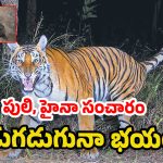 Jangaon District: జనగామ జిల్లాలో పులి, హైనా సంచారం.. బిక్కుబిక్కు మంటున్న ప్ర‌జ‌లు!