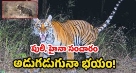 Jangaon District: జనగామ జిల్లాలో పులి, హైనా సంచారం.. బిక్కుబిక్కు మంటున్న ప్ర‌జ‌లు!
