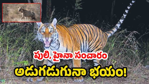 Jangaon District: జనగామ జిల్లాలో పులి, హైనా సంచారం.. బిక్కుబిక్కు మంటున్న ప్ర‌జ‌లు!