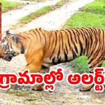 Jangaon District: ఆ జిల్లాలో పెద్దపులి హడల్.. రాత్రి బయటికి రావొద్దు ఫారెస్ట్ అధికారుల హెచ్చరిక!