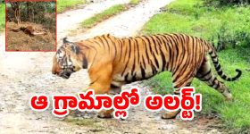 Jangaon District: ఆ జిల్లాలో పెద్దపులి హడల్.. రాత్రి బయటికి రావొద్దు ఫారెస్ట్ అధికారుల హెచ్చరిక!