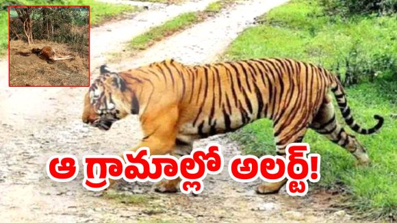 Jangaon District: ఆ జిల్లాలో పెద్దపులి హడల్.. రాత్రి బయటికి రావొద్దు ఫారెస్ట్ అధికారుల హెచ్చరిక!