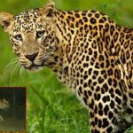 Leopard Tiger Attack: మృత్యువుతో ముఖాముఖి..  ఇద్దరిపై చిరుత దాడి.. భయం నీడలో పల్లెలు