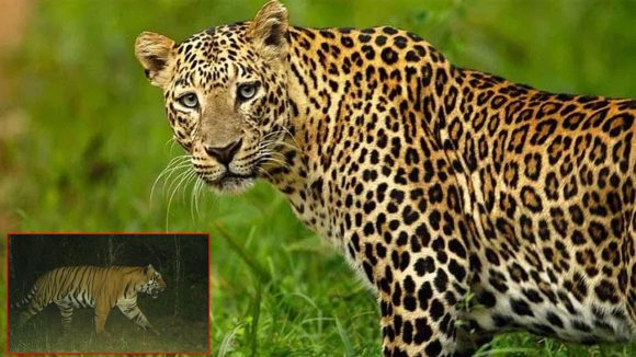 Leopard Tiger Attack: మృత్యువుతో ముఖాముఖి..  ఇద్దరిపై చిరుత దాడి.. భయం నీడలో పల్లెలు