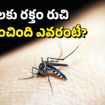 Mosquito Bite: దోమలు.. మనుషులను కుట్టడం స్టార్ట్ చేసింది అప్పుడేనట, మరి అంతకు ముందు?