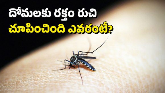 Mosquito Bite: దోమలు.. మనుషులను కుట్టడం స్టార్ట్ చేసింది అప్పుడేనట, మరి అంతకు ముందు?