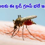 Mosquitoes: ఈ బ్లడ్ గ్రూప్ అంటే దోమలకు ఎందుకంత ఇష్టం? ఎందుకంత స్పెషల్?
