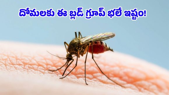 Mosquitoes: ఈ బ్లడ్ గ్రూప్ అంటే దోమలకు ఎందుకంత ఇష్టం? ఎందుకంత స్పెషల్?