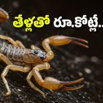 Scorpion Farming: తేళ్లతో కోట్లు కురిపించే వ్యాపారం.. ఇందుకు మీరు ఏం చేయాలంటే?