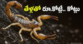 Scorpion Farming: తేళ్లతో కోట్లు కురిపించే వ్యాపారం.. ఇందుకు మీరు ఏం చేయాలంటే?