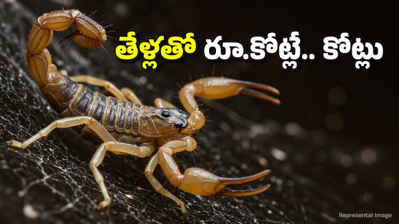 Scorpion Farming: తేళ్లతో కోట్లు కురిపించే వ్యాపారం.. ఇందుకు మీరు ఏం చేయాలంటే?
