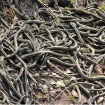 Snakes Den: ఒకేచోట భూమి నుంచి వచ్చే లక్ష పాములు.. వాటిని చూసేందుకు వచ్చే పర్యాటకులు
