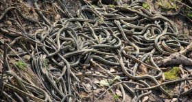 Snakes Den: ఒకేచోట భూమి నుంచి వచ్చే లక్ష పాములు.. వాటిని చూసేందుకు వచ్చే పర్యాటకులు