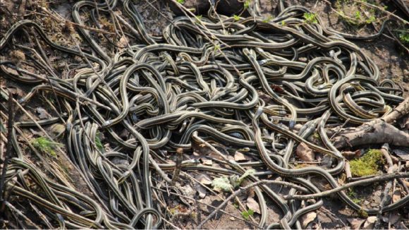 Snakes Den: ఒకేచోట భూమి నుంచి వచ్చే లక్ష పాములు.. వాటిని చూసేందుకు వచ్చే పర్యాటకులు