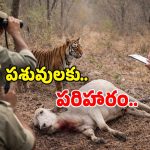Tiger Attack: గ్రామాల్లో పులి భయం.. పశువులపై వరుస దాడులు.. అటవీశాఖ కీలక ప్రకటన