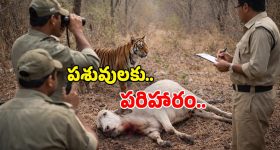 CNG Car Mileage:  సీఎన్జీ కారు మైలేజ్ మరింత పెంచుకోవాలా? సింపుల్ గా ఈ టిప్స్ పాటించండి!