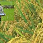 Paddy Bonus: రైతులకు వరం.. సన్న వడ్ల బోనస్ బకాయిలు రిలీజ్.. రూ.514 కోట్ల నిధులు విడుదల