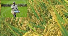 Paddy Bonus: రైతులకు వరం.. సన్న వడ్ల బోనస్ బకాయిలు రిలీజ్.. రూ.514 కోట్ల నిధులు విడుదల