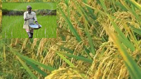 Paddy Bonus: రైతులకు వరం.. సన్న వడ్ల బోనస్ బకాయిలు రిలీజ్.. రూ.514 కోట్ల నిధులు విడుదల