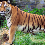 Tiger: వనం వదిలి జనం వైపు.. పులి అడుగుల వెనుక అసలు కథ!