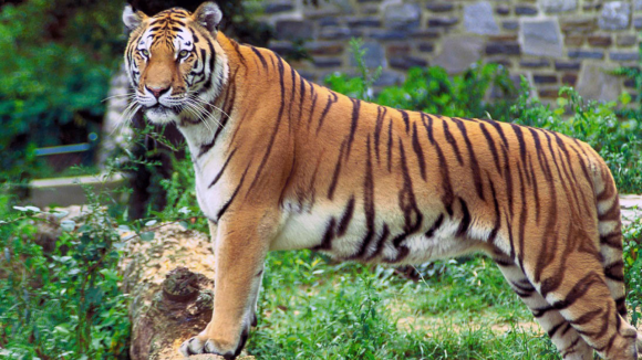 Tiger: వనం వదిలి జనం వైపు.. పులి అడుగుల వెనుక అసలు కథ!