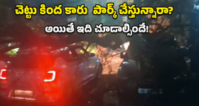 Tree Collapse: అదృష్టమంటే వీరిదే.. మృత్యువు ముంగిట నుంచి ప్రాణాలతో..!