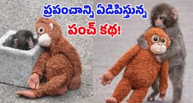 Punch Monkey: జంతువులకైనా, మనుషులకైనా తోడు లేకపోతే ఇంతేనా? 'పంచ్' వైరల్ స్టోరీ