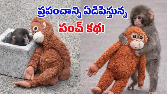 Punch Monkey: జంతువులకైనా, మనుషులకైనా తోడు లేకపోతే ఇంతేనా? ‘పంచ్’ వైరల్ స్టోరీ